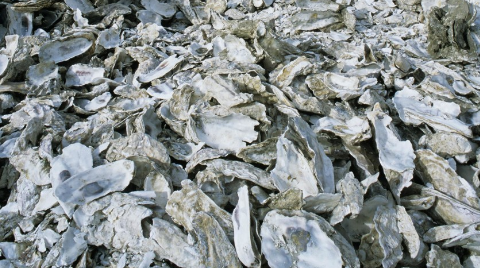 牡蛎壳粉肥料生产工艺，牡蛎壳