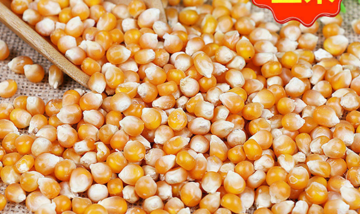 生产饲料用玉米 玉米饲料磨粉机 生产饲料用玉米 玉米饲料磨粉机